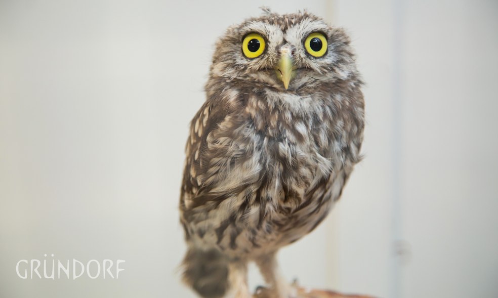 Автор компания SETUS Design, арт-директор Анна Стрижова