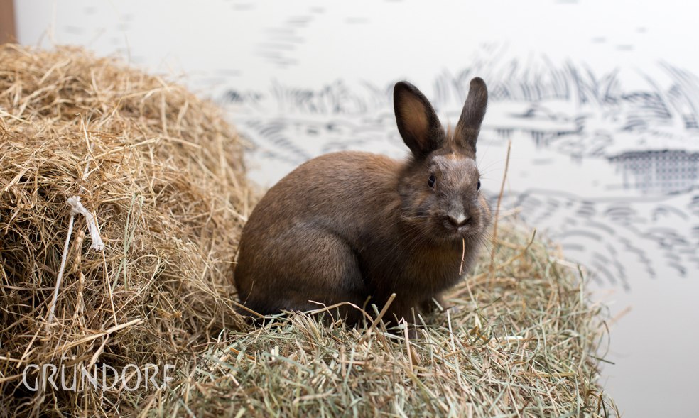 Автор компания SETUS Design, арт-директор Анна Стрижова