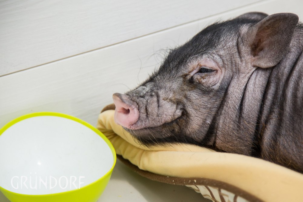 Автор компания SETUS Design, арт-директор Анна Стрижова